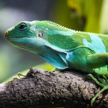 Fijian banded Iguana poses beautifully for the camera