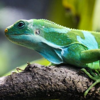 Fijian banded Iguana poses beautifully for the camera