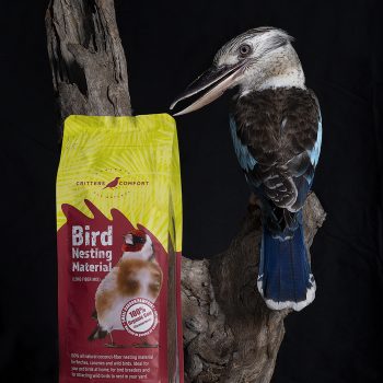 Blue-winged Kookaburra poses with Critters comfort product