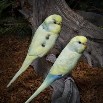 Budgerigars present for a Critters comfort photo shoot