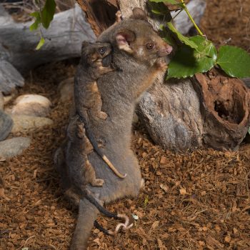 Ring-tailed possum and babies