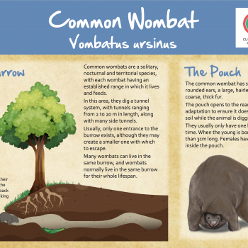 Common wombat sign at Auburn gardens fauna centre NSW