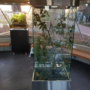 Stick insect enclosure PLC, Sydney NSW