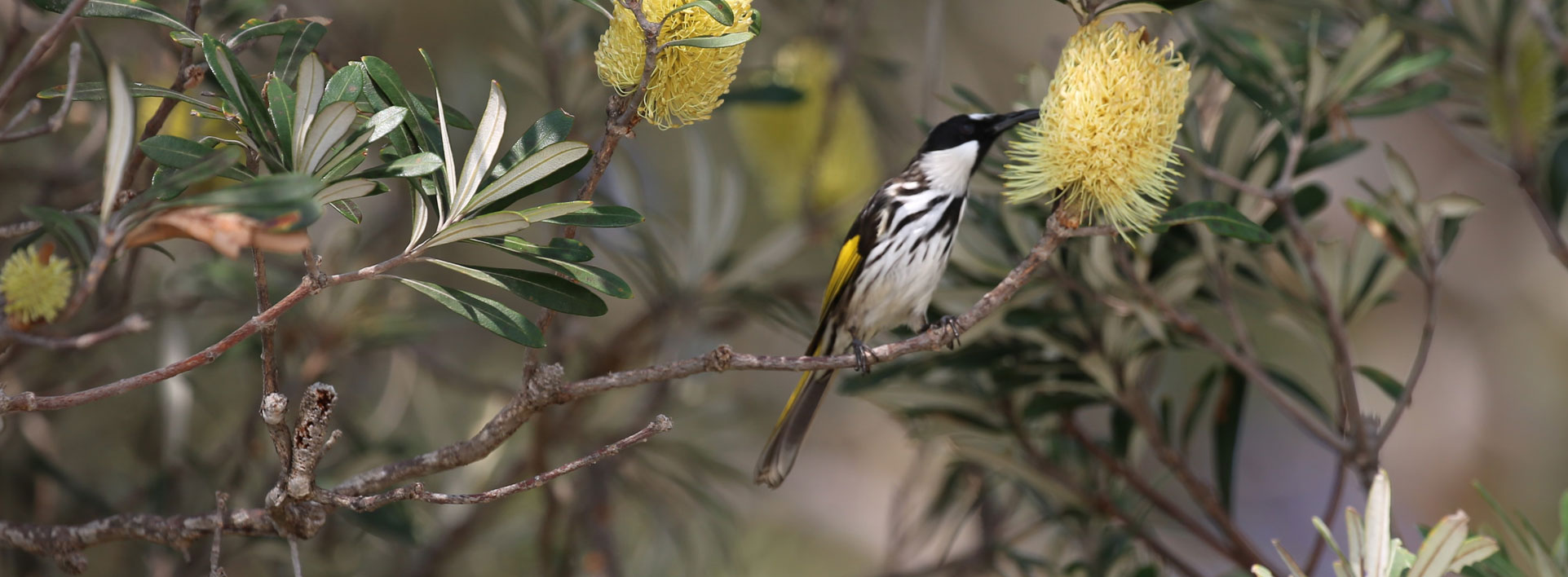 CREATE A NATIVE ANIMAL FRIENDLY GARDEN