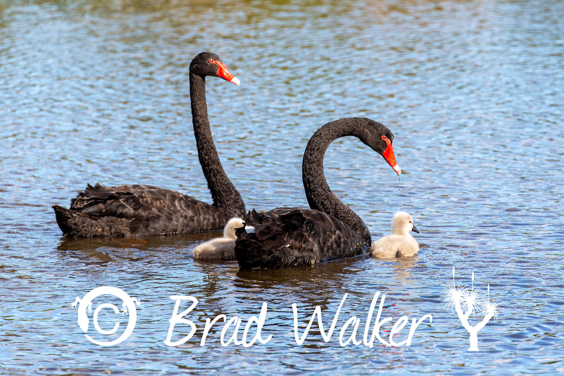 Black Swans Freemans Reach NSW