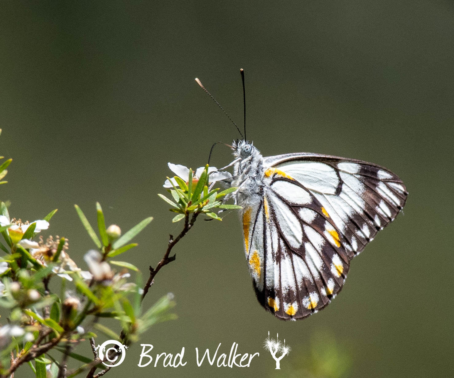 Caper White Butterfly Kurrajong NSW