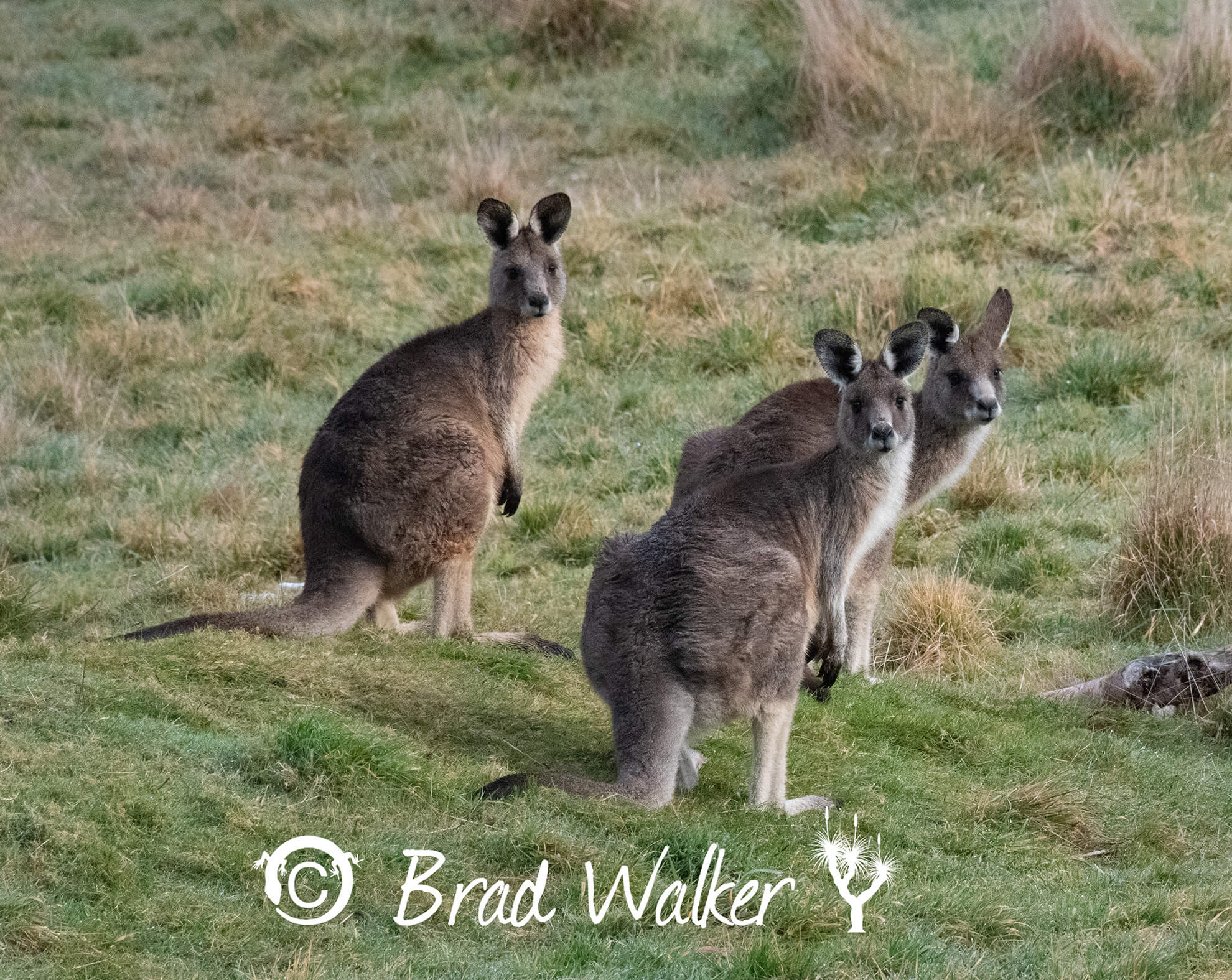 Eastern Grey Kangaroo St Helens TAS