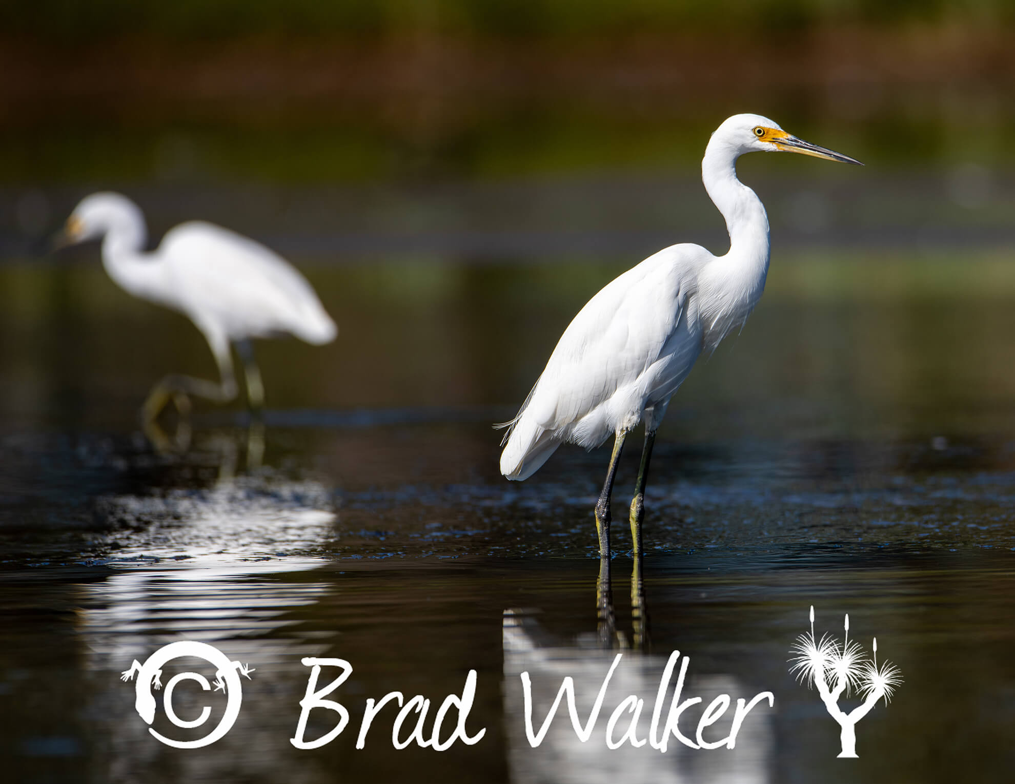 Great Egret Entrance NSW