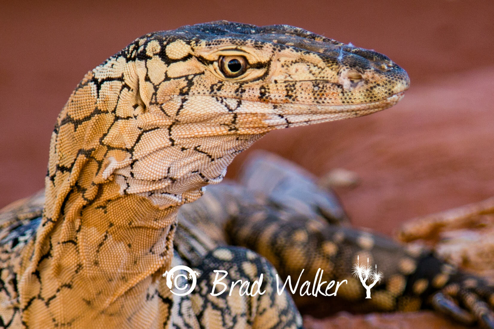 Perentie Alice Springs NT