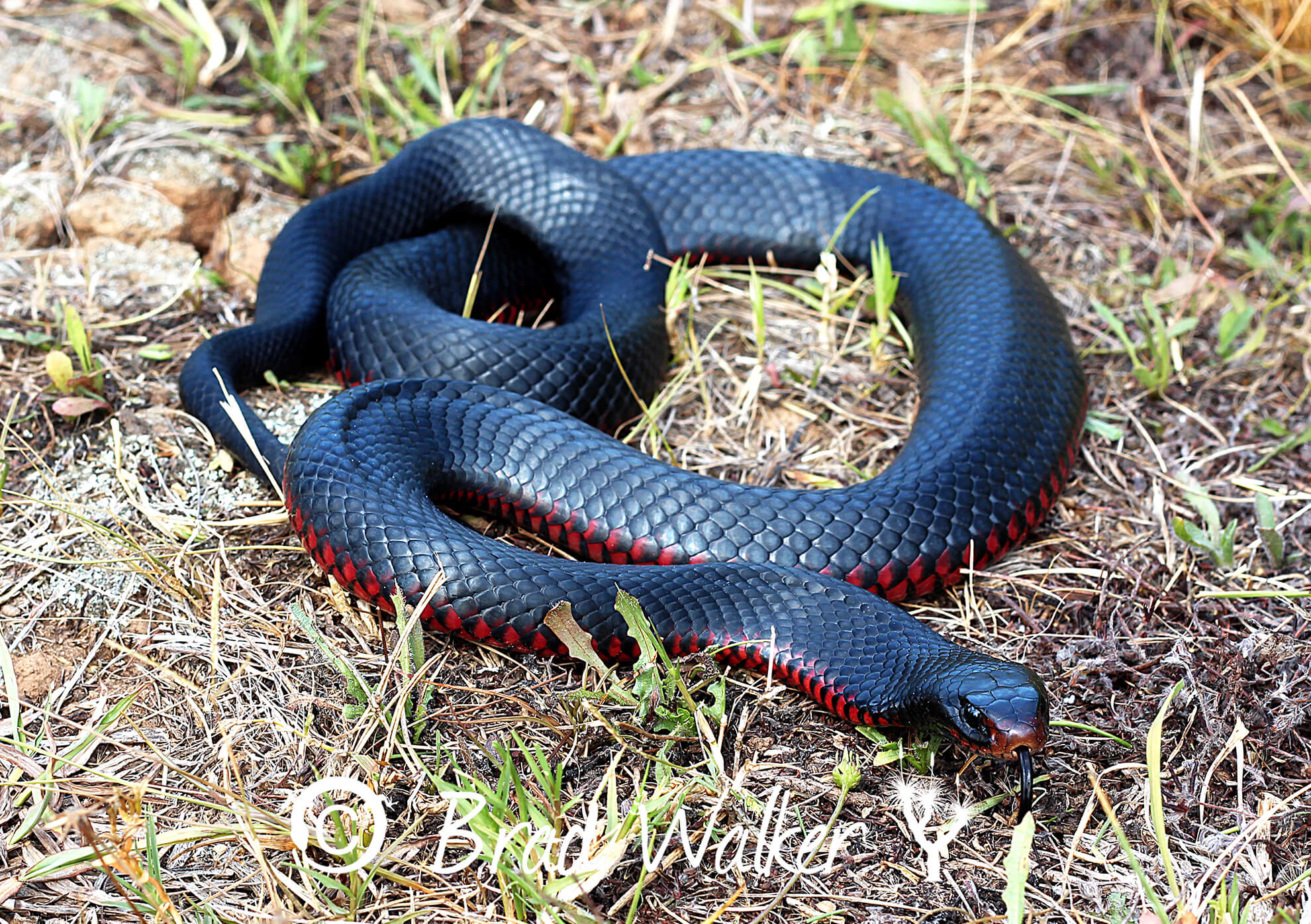 RBB Snake Western Sydney