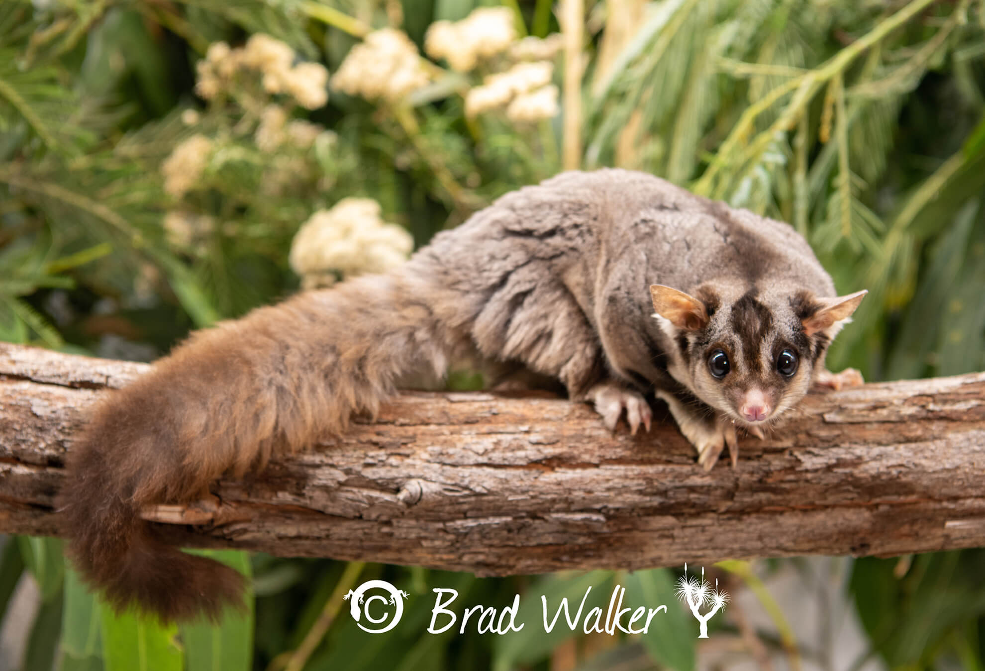 Squirrel Glider Pakenham Vic