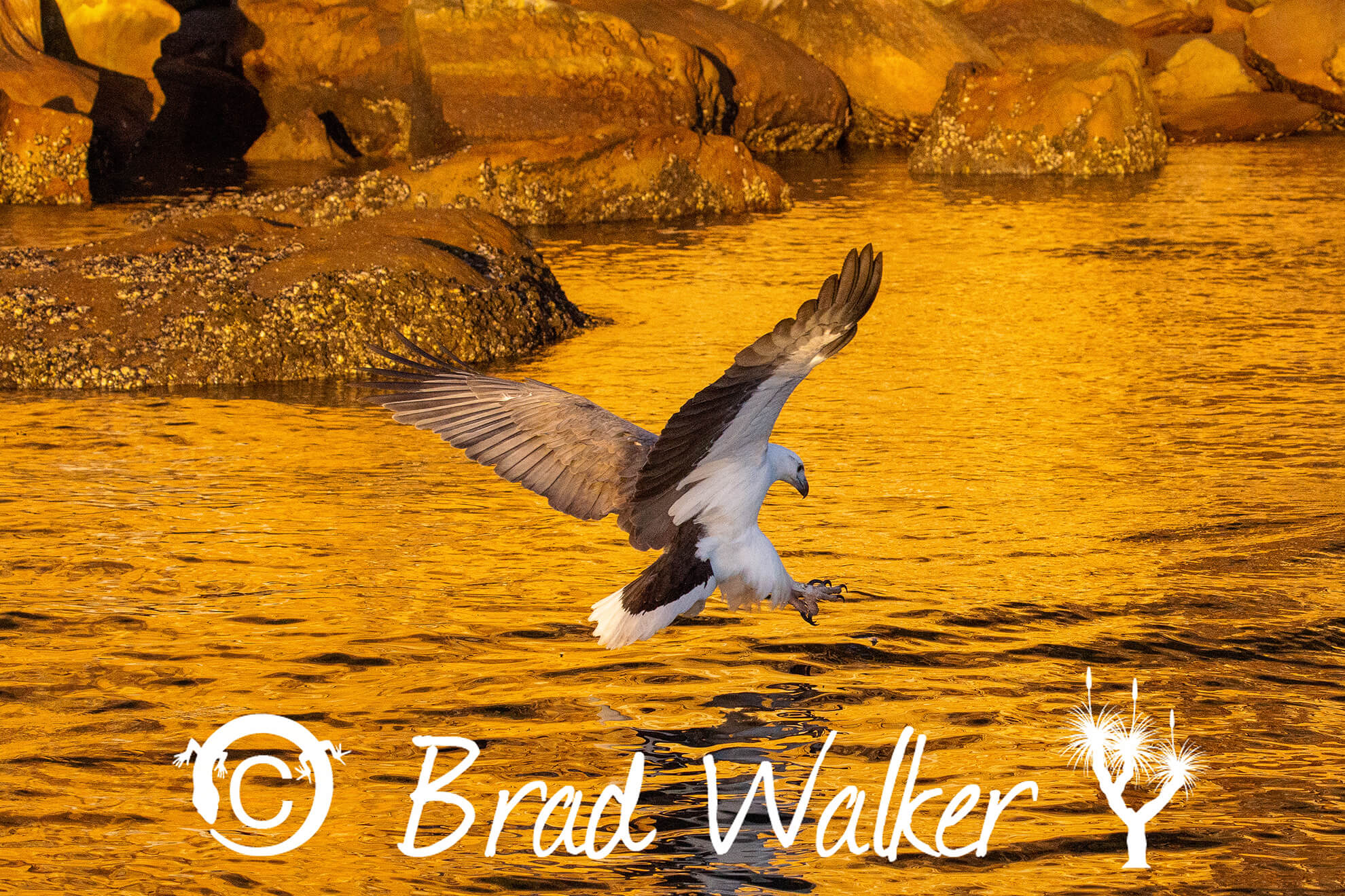 White-bellied Sea Eagle Brooklyn NSW