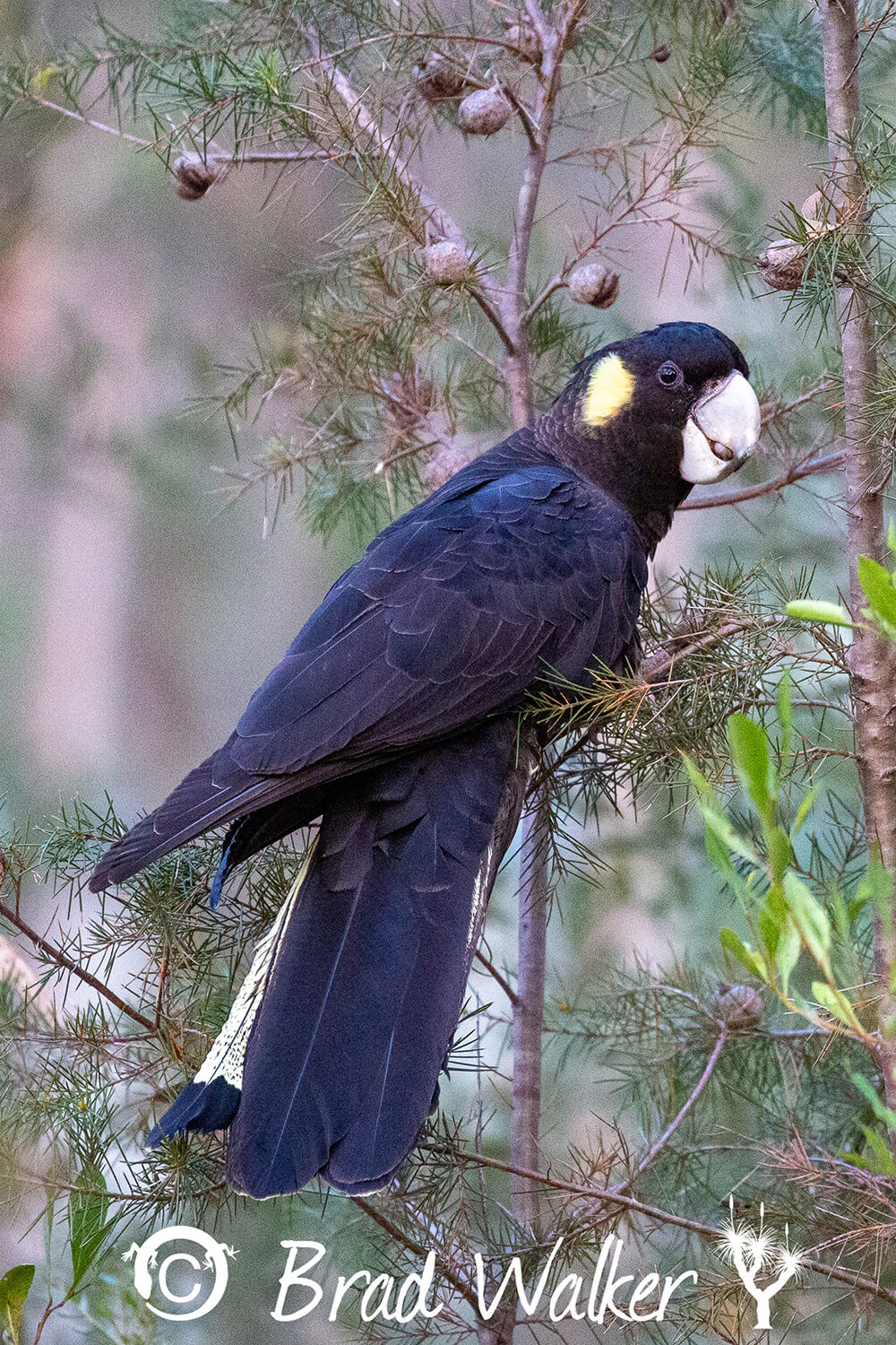 Yellow-tailed Black Cockatoo East Kurrajong